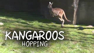 Kangaroos Hopping [upl. by Anayhd]