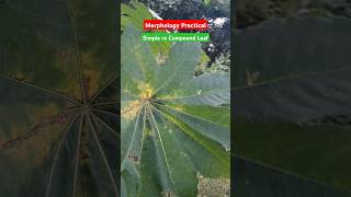 Compound Palmate leaf vd simple leaf morphology practical neet neetaspirants pw [upl. by Tabshey497]