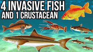 4 Problem Invasive Fish and 1 Crustacean [upl. by Eneiluj]