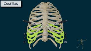 Tórax  Caja Torácica [upl. by Kelsi894]