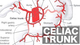 Celiac Trunk Anatomy [upl. by Gib]