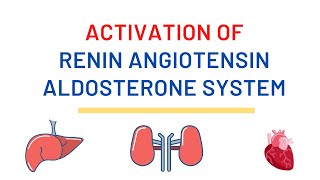 Activation of the Renin angiotensin aldosterone system  Shorts [upl. by Aiynot147]