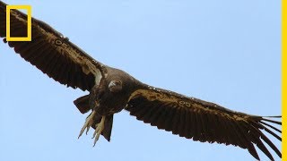 Le condor de Californie plus grand oiseau dAmérique du Nord [upl. by Assele554]