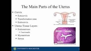 Histology of the Uterus [upl. by Eyahsal622]