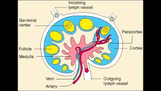 Lymph Node  Follicle Medulla amp Paracortex physiology [upl. by Inverson256]