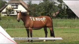 Paard te koop [upl. by Ilonka750]