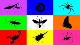 Insect Buuterfly Milipede Spider Flying Ant Mantis Scorpion Grasshopper Beetle Paddybug [upl. by Socram]