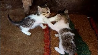 One month Kittens fight [upl. by Savil]