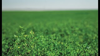 Preparing the Soil and Field for Alfalfa Hay [upl. by Kerri]