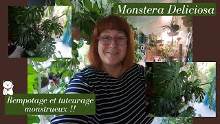 Monstera Deliciosa🌿On rempote et on tuteur un monstre en sept étapes😃 [upl. by Donovan234]