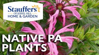 Native Pennsylvania Plants [upl. by Rellek]