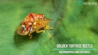 Golden Tortoise Beetle  Aspidimorpha sanctaecrucis  Nature Web [upl. by Gae]