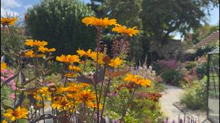 Late July Cottage Garden Tour Stunning Perennials in Bloom  Perennial Garden [upl. by Eelarac]