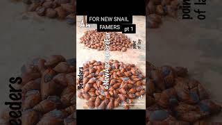 How to start Snail Farming in Africa for beginners snails snailery achatina snail landsnails [upl. by Asikal643]