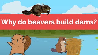 Why do beavers build dams [upl. by Otanutrof523]