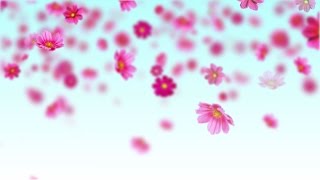 Pink cosmos flowers  Free motion background loop [upl. by Arahahs226]