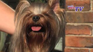 Yorkshire Terrier Informationen zur Rasse [upl. by Im]