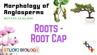 BOTANYXI05006Morphology of Angiosperms – Roots – Root cap [upl. by Dorr]