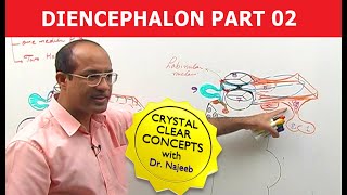 Diencephalon  Neuroanatomy  Part 22 [upl. by Kester]