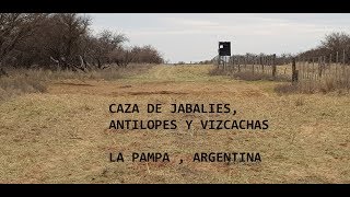 Caceria de Jabali Antilopes y Vizcachas La Pampa Argentina [upl. by Rolland563]