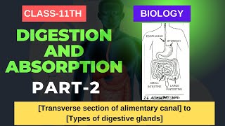 DIGESTION amp ABSORPTION CLASS11 BIOLOGY Transverse section of alimentary canal  Digestive Glands [upl. by Eiltan615]