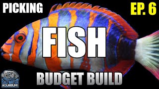 Selecting SALTWATER FISH for Beginners in a New Budget Build Aquarium [upl. by Oirazan442]