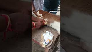 Dressing of wound at navel region vet animals calf omphalitis [upl. by Rehotsirk]