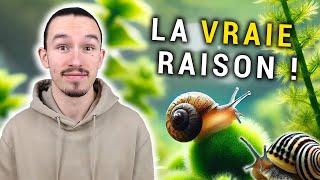 Des ESCARGOTS dans votre aquarium  Comment sen DÉBARRASER [upl. by Nazario]