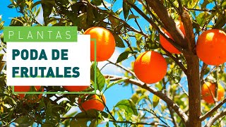 Cómo podar un árbol frutal herramientas y consejos  Jardín en VERDECORA [upl. by Evangelin399]