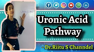 Uronic Acid PathwayGlucuronic acid pathwayBiochemistryBiochemistry of Carbohydrates [upl. by Seuqramed]