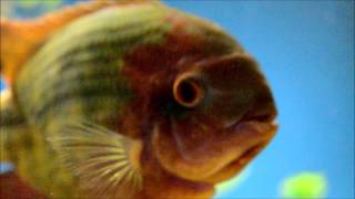 My chocolate cichlid 1080p [upl. by Mylor]