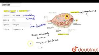 Corpus luteum is maintained by� [upl. by Annoda320]