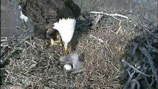 Decorah Eagles  Mom feeding the babies  April 03 2011 [upl. by Bork747]