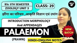 Introduction Morphology amp Appendages of PALAEMON PrawnAnnelida to Arthopoda BSc 5th Semester [upl. by Oicelem]