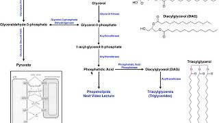 Lipid Biosynthesis  Biosynthesis of Phosphatidic Acid and Triacylglycerols [upl. by Cadmarr]