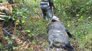 Sacando macareno Perros de la cuadrilla rstreando [upl. by Alard508]