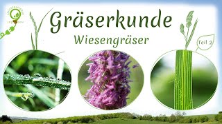 Gräserkunde Teil 2 10 häufige Wiesengräser  Bestimmungsmerkmale als MakroFotos  Kurzinfos [upl. by Augustina]