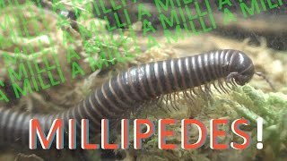 MILLIPEDES  10 Exciting Facts about Millipedes [upl. by Herwick]