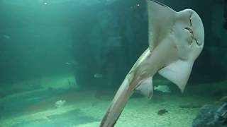 목탁수구리 상어가오리 bowmouth guitarfish [upl. by Esadnac186]