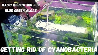 How I Get Rid Of Cyanobacteria From My Aquascapes  BlueGreen Algae Removal  Green Slime Part 1 [upl. by Larok]