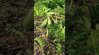 Agriculture Production végétale 😋 agriculture agriculturebiologique papaye elevage reelsvideo [upl. by Nylzzaj772]