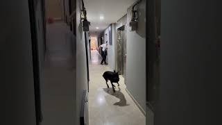 Doberman ile traş olduk 😱 dog doberman [upl. by Damales]