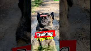 Training 🔝 Hypnosis for Malinois dog germanshepherd belgianmalinois dogtraining pettraining [upl. by Mcfarland]