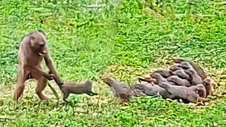 Baboon Throws Mongooses by their Tails [upl. by Gnuoy]