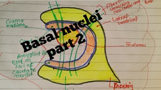 corpus striatum caudate nucleus basal nucleiNeuroanatomy chapter 10 part 2 [upl. by Alekehs]