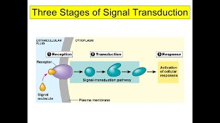 15 Cell biology  Cell signaling  General Introduction شرح بالعربي [upl. by Sadowski226]