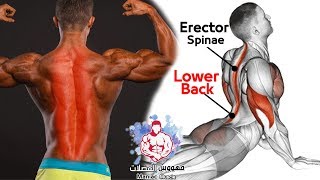 EXERCISE bodyweight Erector Spinae  Strong Lower Back Workout At Home [upl. by Tali405]