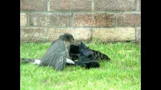 Hawk fighting with a Crow [upl. by Leonidas984]