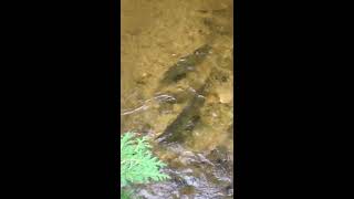 Chinook Salmon Nottawasaga River at Hockley Valley Conservation area 05 09 2020 [upl. by Keyte]