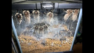 Monocentropus balfouri 30juvies to rehouse all together uploaded [upl. by Tymon]